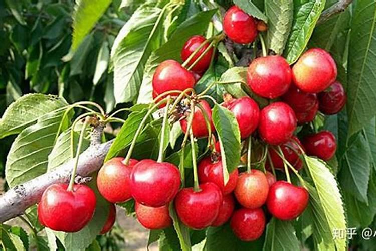 水果萝卜生长期多少天