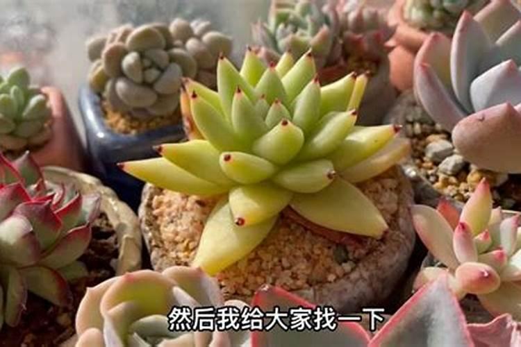 多肉换盆后多久可以施肥换盆时候需要注意什么