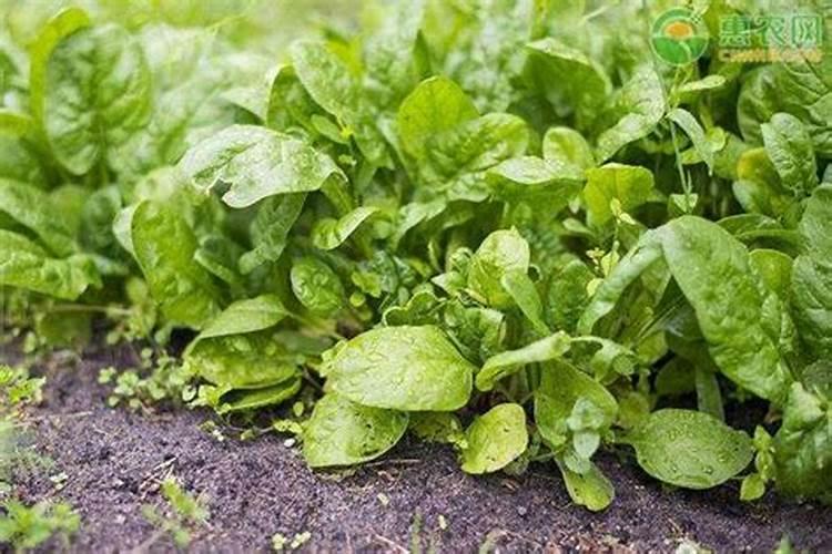 菠菜快速生长适合用什么肥料