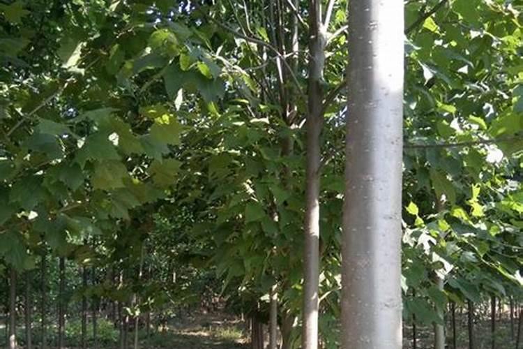 菜籽饼发酵水肥有哪些营养价值