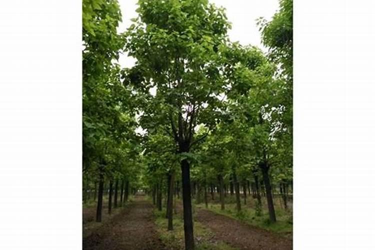 楸树种下几年后可以开花？