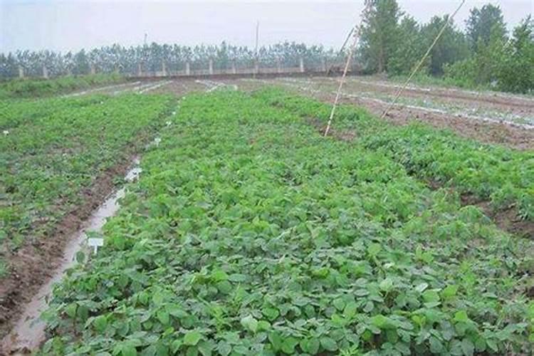 长黄斑的香蕉能吃吗