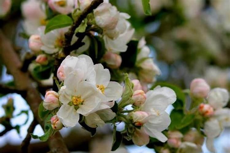 香蕉长斑点还能吃吗？香蕉皮长黑斑还能吃吗？