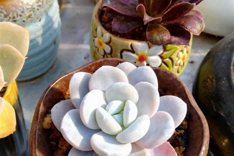 井水和自来水打农药哪个效果好？有什么依据呢？