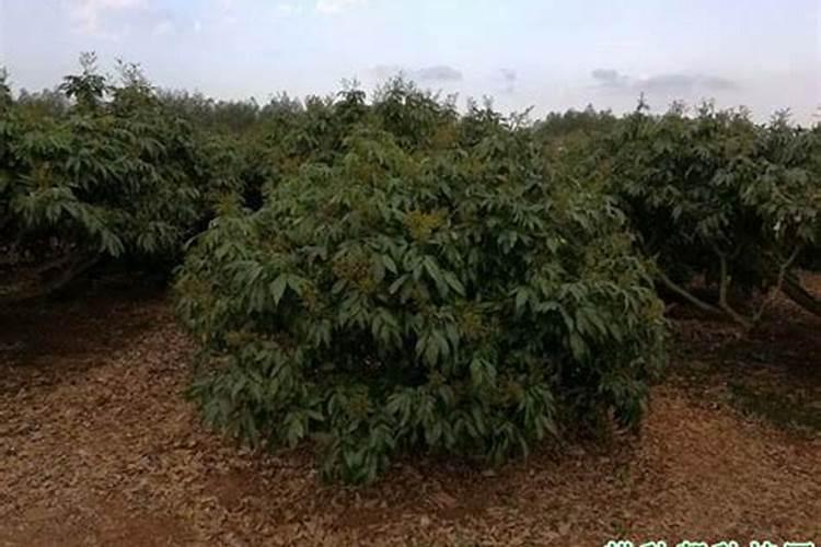 使用叶面肥有什么好处