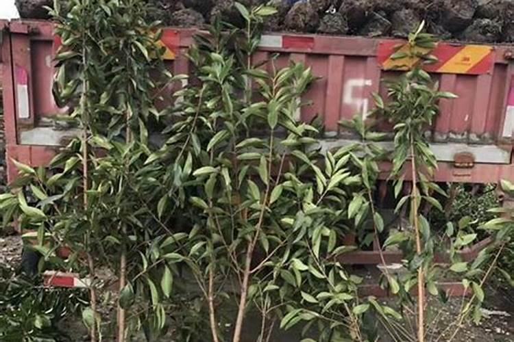 法国冬青需要施肥吗