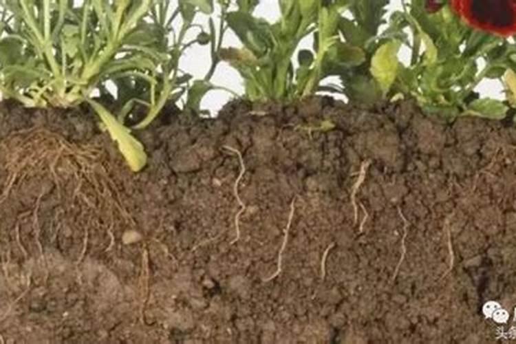 作物重茬、烂根死棵严重是什么原因呢？该如何改善？