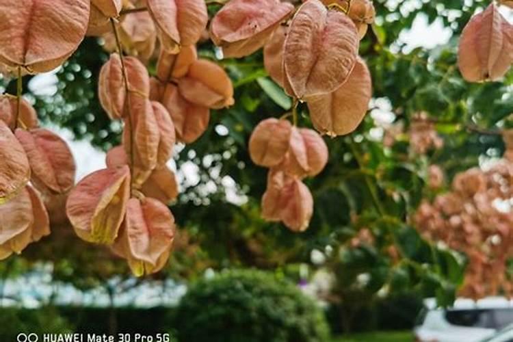 苹果树夏季施肥最佳时间