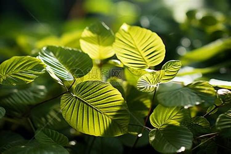 家里？植物用什么肥料好