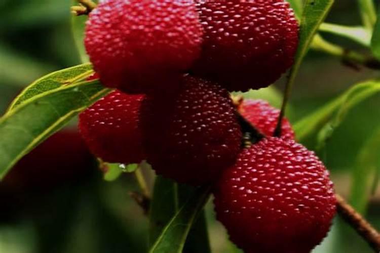 杨梅用什么叶面肥能增硬？ 防治柑橘树蚧壳虫的高效杀虫剂 31%噻嗪...