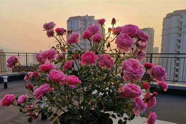 月季花修剪后施什么肥
