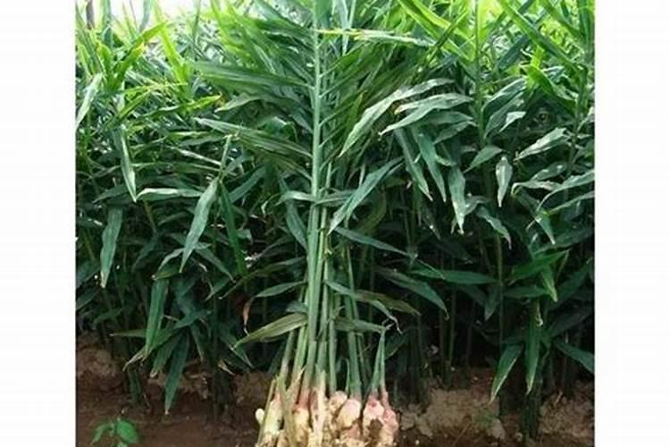 种大蒜用什么肥料最好