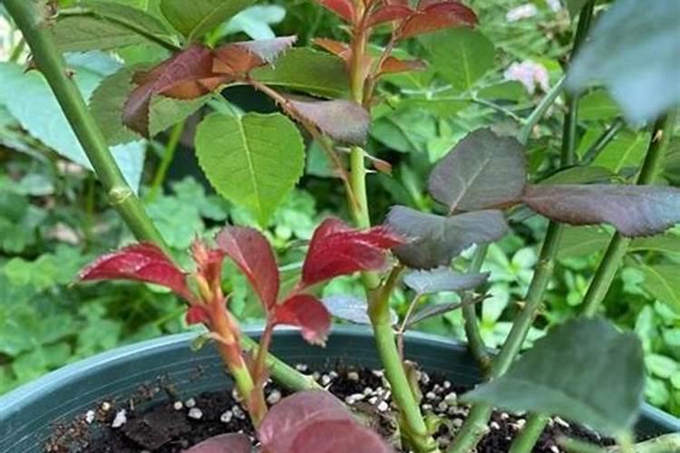 月季花开花能施肥吗 月季花开花能否施肥