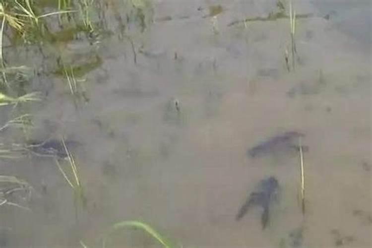 土豆追肥用什么肥料 种土豆怎么施肥