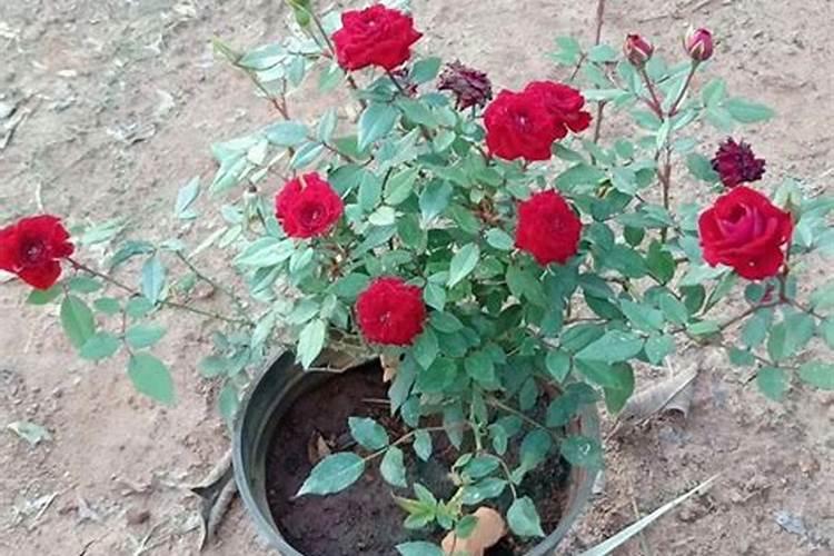 月季上盆后多久施肥