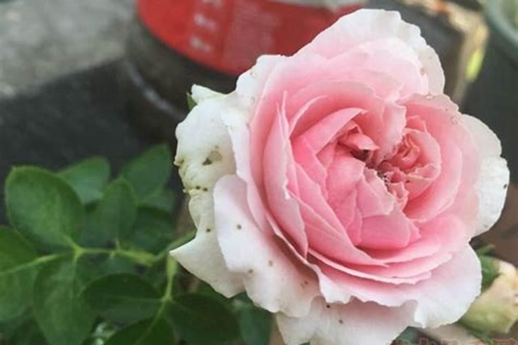 月季上盆多久施肥 月季如何施肥？