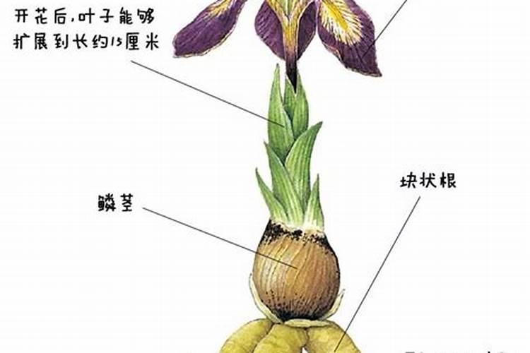 如何鉴别真假化肥