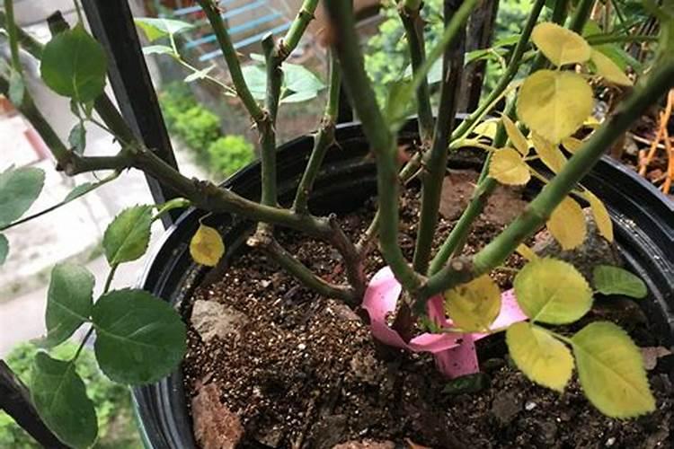 苹果树落花后打什么杀菌药和杀虫药