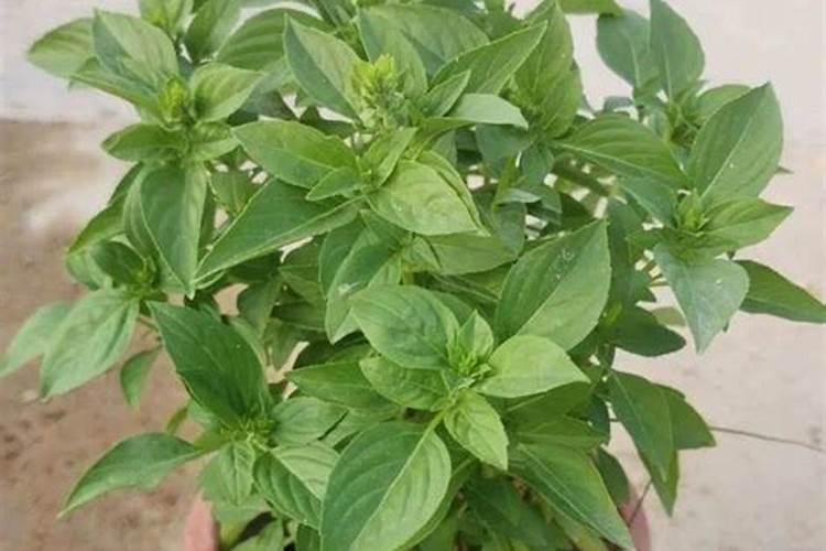 柠檬罗勒九层塔怎么种植