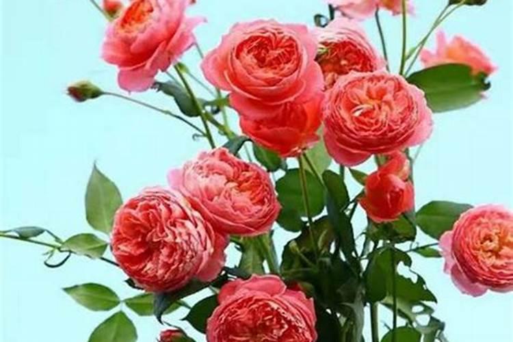 月季开花时能用尿素肥吗 月季肥料的正确施肥方法