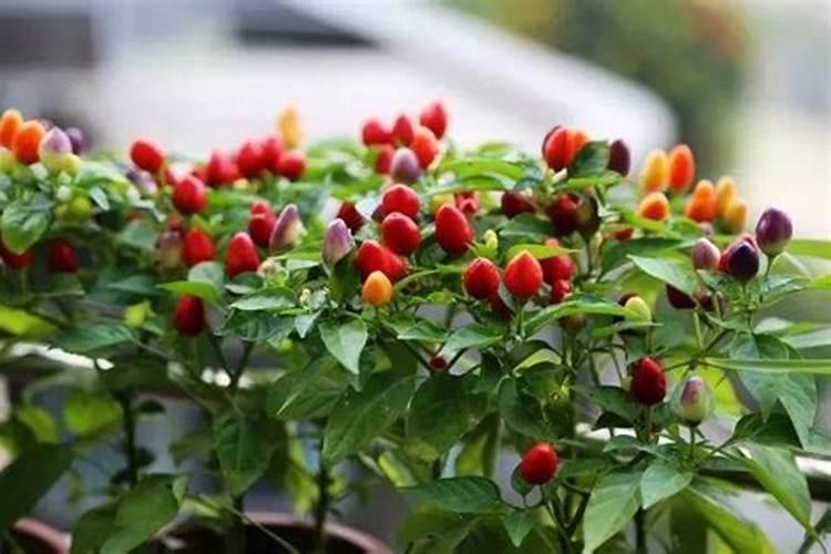 油菜籽一亩用几斤种子