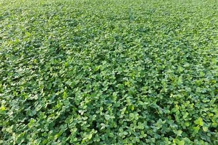 橡皮树多久浇一次水比较好(需要多浇水吗)