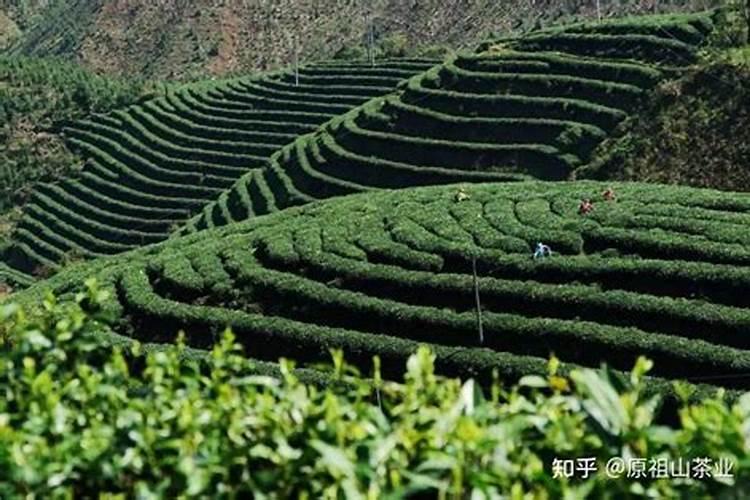 建兰花谢后怎么处理