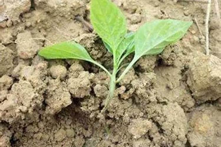 兰花可以用蜂蜜水养吗兰花怎么养？