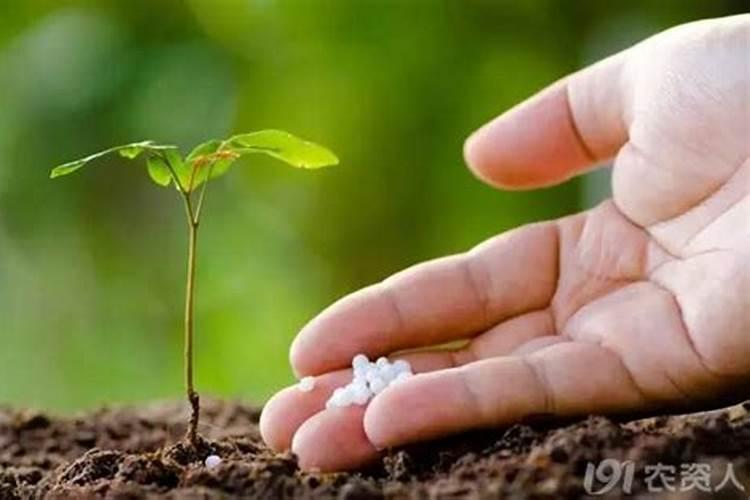 花果控释肥的正确使用方法
