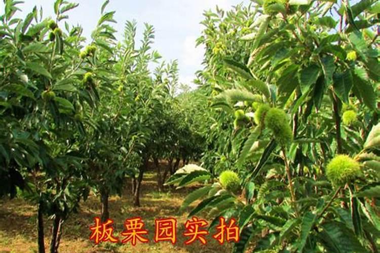 板栗树怎样施肥效果最好