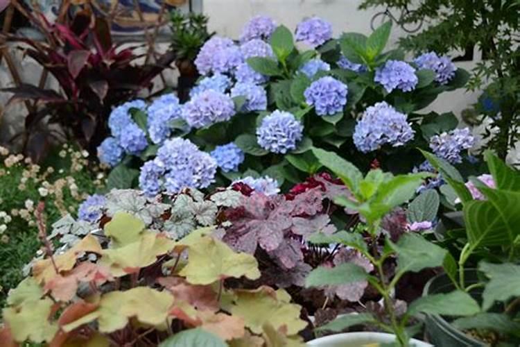 绣球有花苞了该怎么施肥