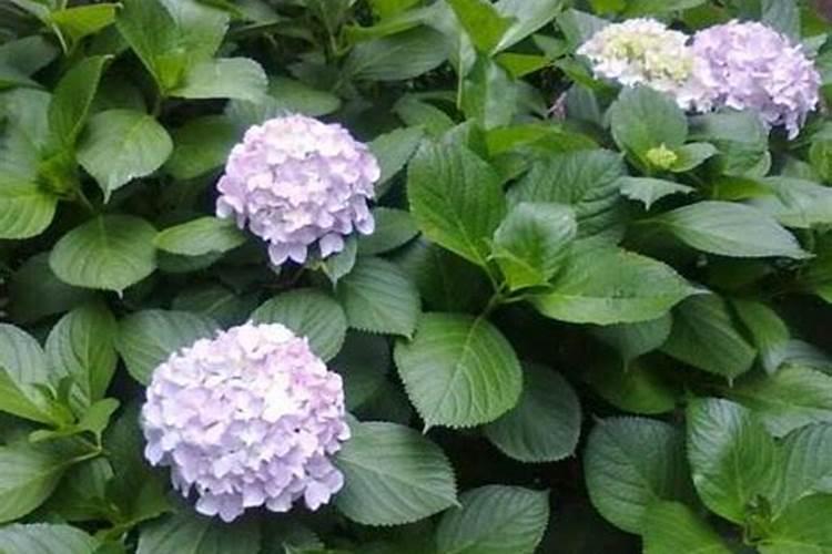 绣球施肥的最佳时间