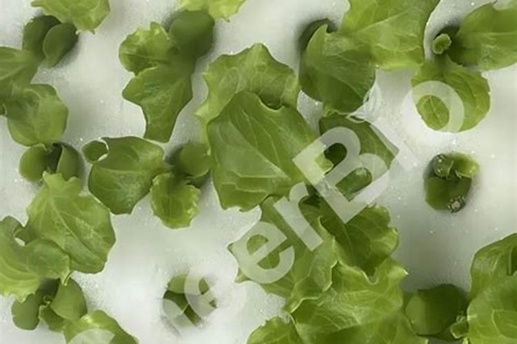 木醋液水溶肥新疆采购价格