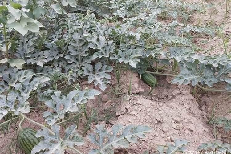 西瓜苗期用哪种肥料合适？西瓜用什么叶面肥膨果效果好？