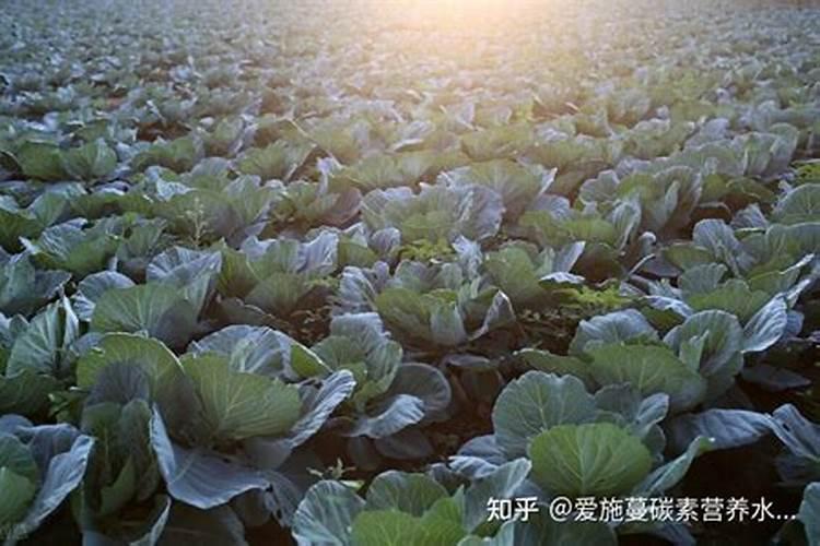 黄矿源黄腐酸钾肥用在贫瘠的土壤中有何效果