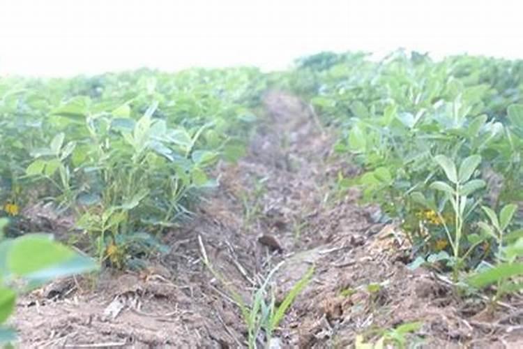 小麦什么时候施肥好 种植小麦哪时候施肥合适