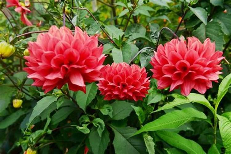 大丽花开花后怎么养 大丽花花期过后处理方法