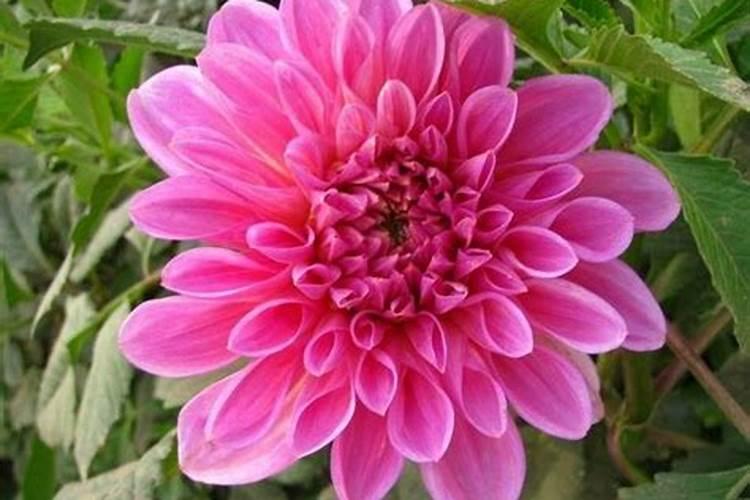 大丽花花期施什么肥料最好