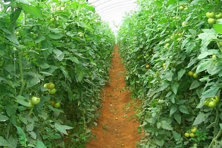 无锡西水晶舍没建房前是无锡橡胶厂吗