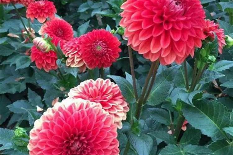 大丽花如何施肥