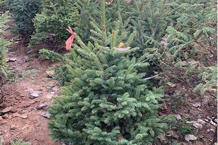 玉米种植高产高质,叶面肥什么时候喷施好