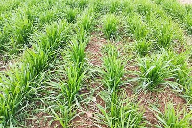 小麦什么时候追肥是最佳时期