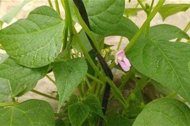 暖棚里芸豆和葫芦可以一起种植吗