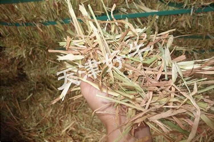 土豆需要打农药吗