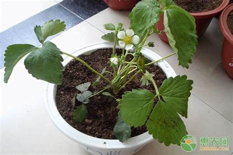 石榴花用什么肥
