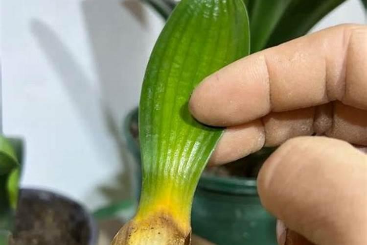 三角梅施磷酸二氢钾方法