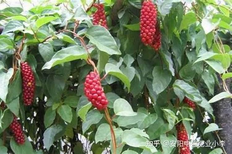 果树打药几小时能吸收