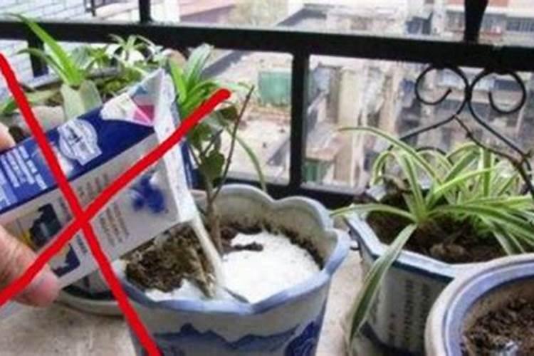 种石榴要用什么肥才结果(石榴一年中多久施一次肥)