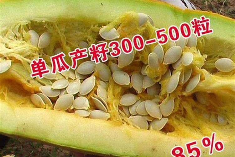 大棚西葫芦冲施什么肥好