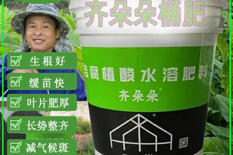 室外怎么养茶花叶片油绿发亮